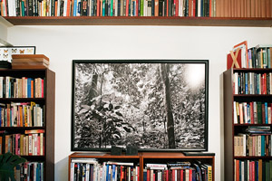 Forest view